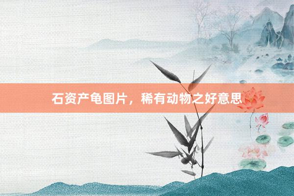 石资产龟图片，稀有动物之好意思