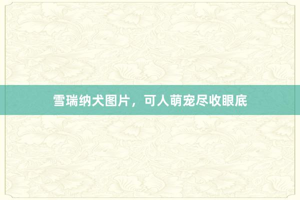 雪瑞纳犬图片，可人萌宠尽收眼底